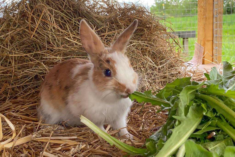 Hase