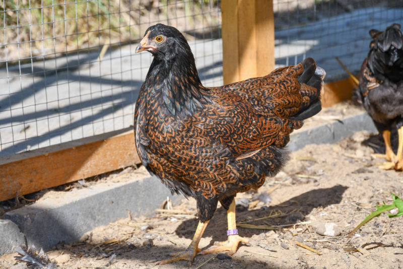 Huhn