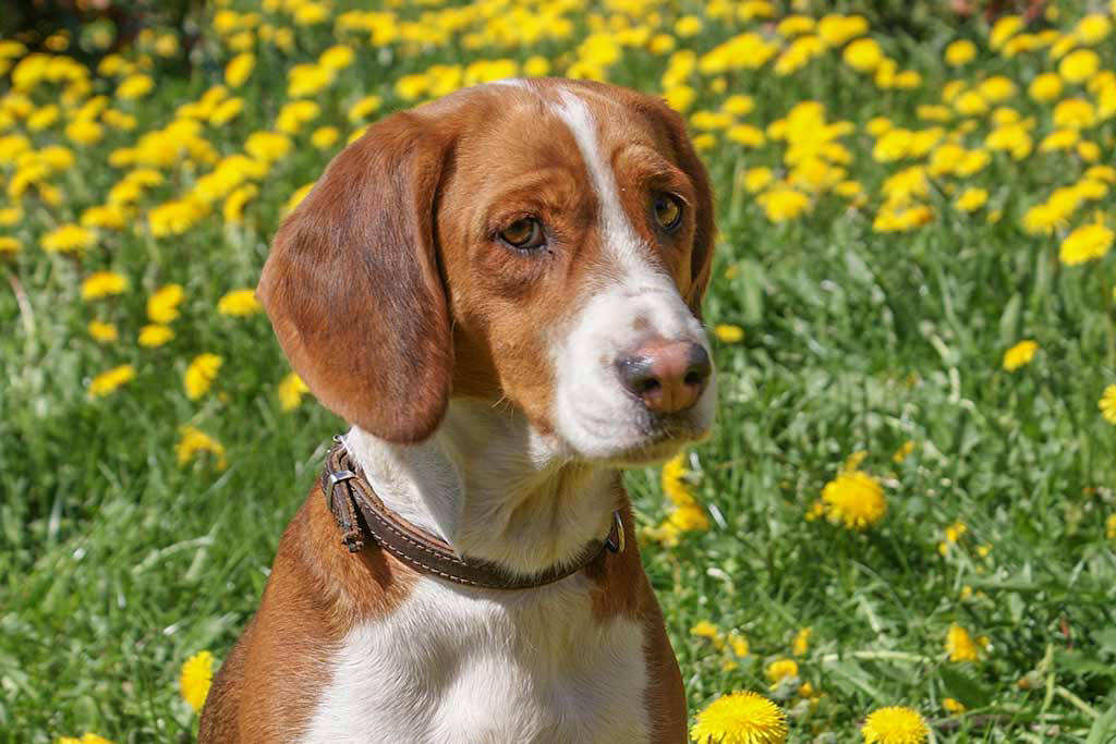 Hunde willkommen