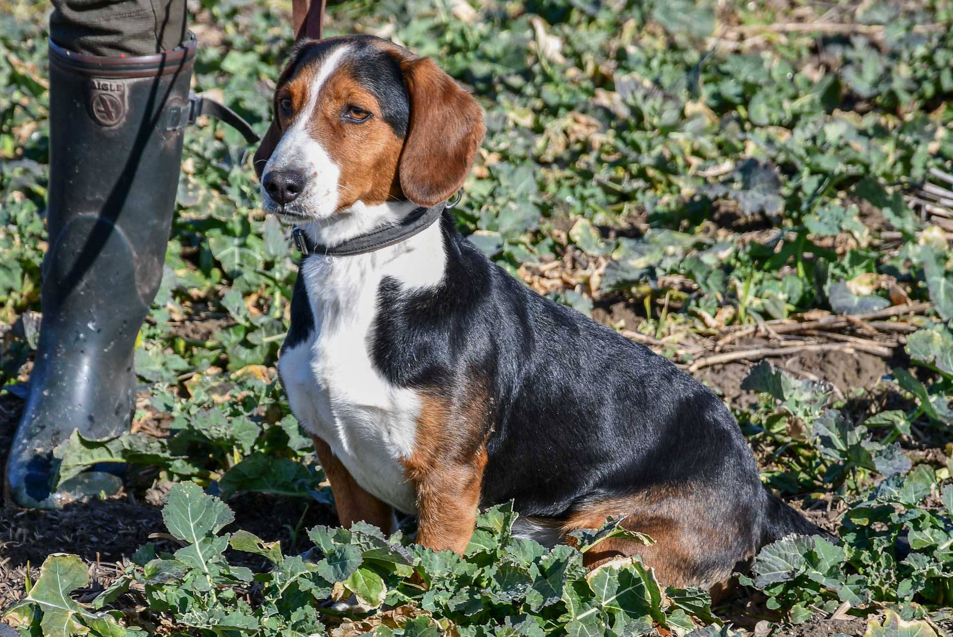 Einer unser Jagdhunde