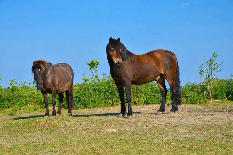 Ponys